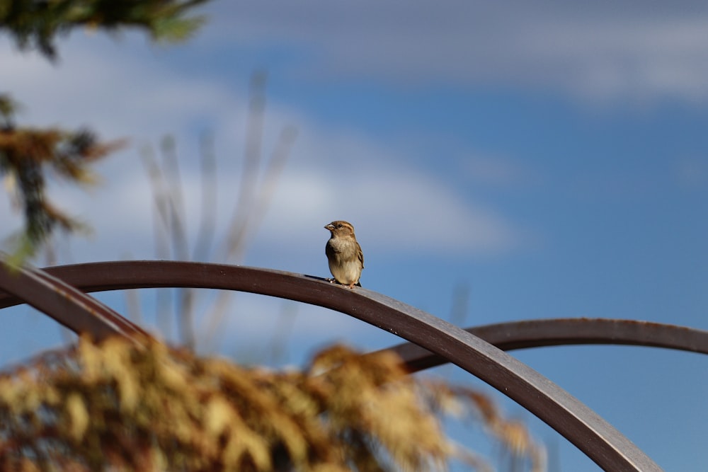 a bird sitting on a metal railing