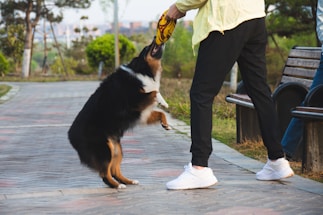 A person wearing a yellow jacket and black pants is playing with a tricolor dog on a paved pathway. The dog is standing on its hind legs, reaching for a yellow and black toy held by the person. In the background, there are green trees and a park bench.