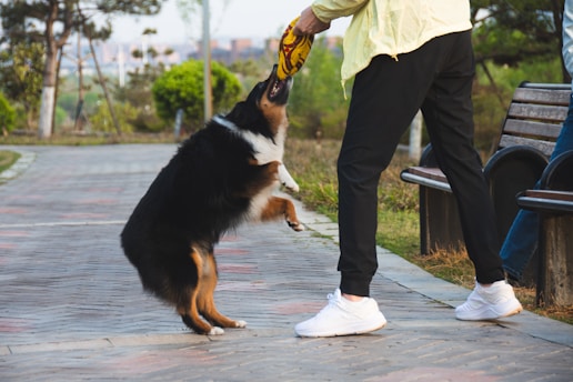 A person wearing a yellow jacket and black pants is playing with a tricolor dog on a paved pathway. The dog is standing on its hind legs, reaching for a yellow and black toy held by the person. In the background, there are green trees and a park bench.
