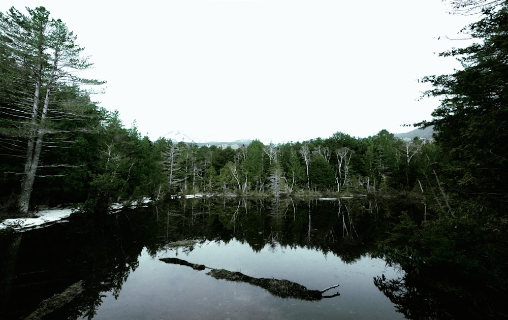 a lake surrounded by trees