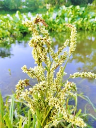 A close-up view of a blooming plant with clusters of small white flowers. The background features a serene body of water and lush greenery, suggesting a natural and tranquil environment.