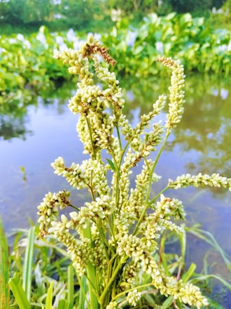 A close-up view of a blooming plant with clusters of small white flowers. The background features a serene body of water and lush greenery, suggesting a natural and tranquil environment.