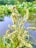 A close-up view of a blooming plant with clusters of small white flowers. The background features a serene body of water and lush greenery, suggesting a natural and tranquil environment.