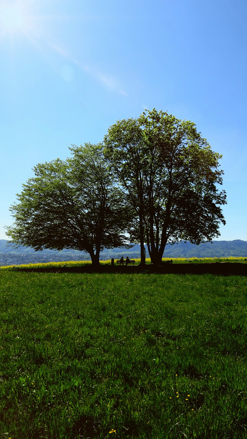 a couple trees in a field