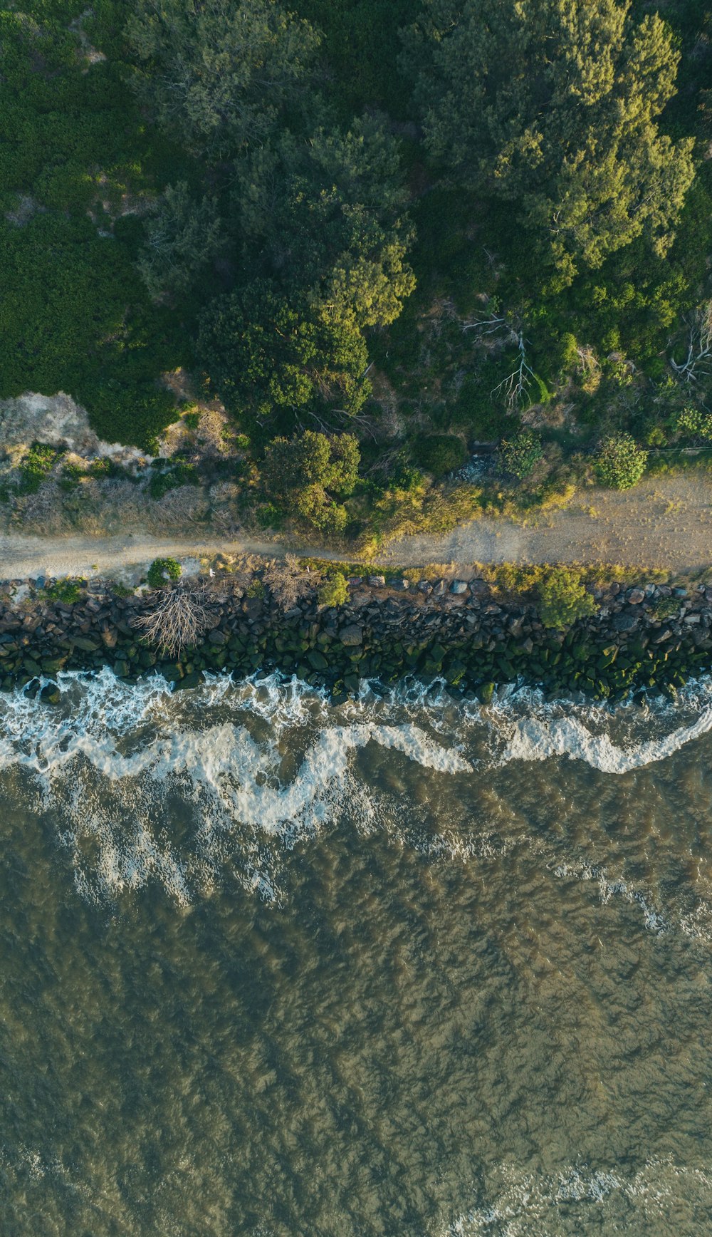 a river with trees on the side