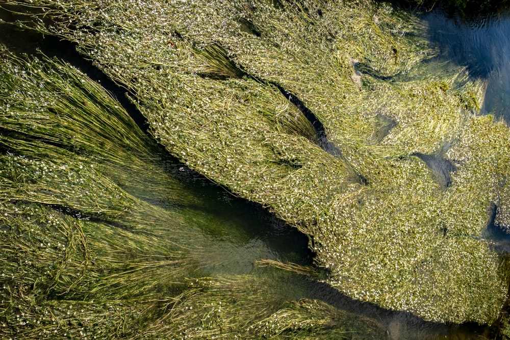 a close-up of a rock