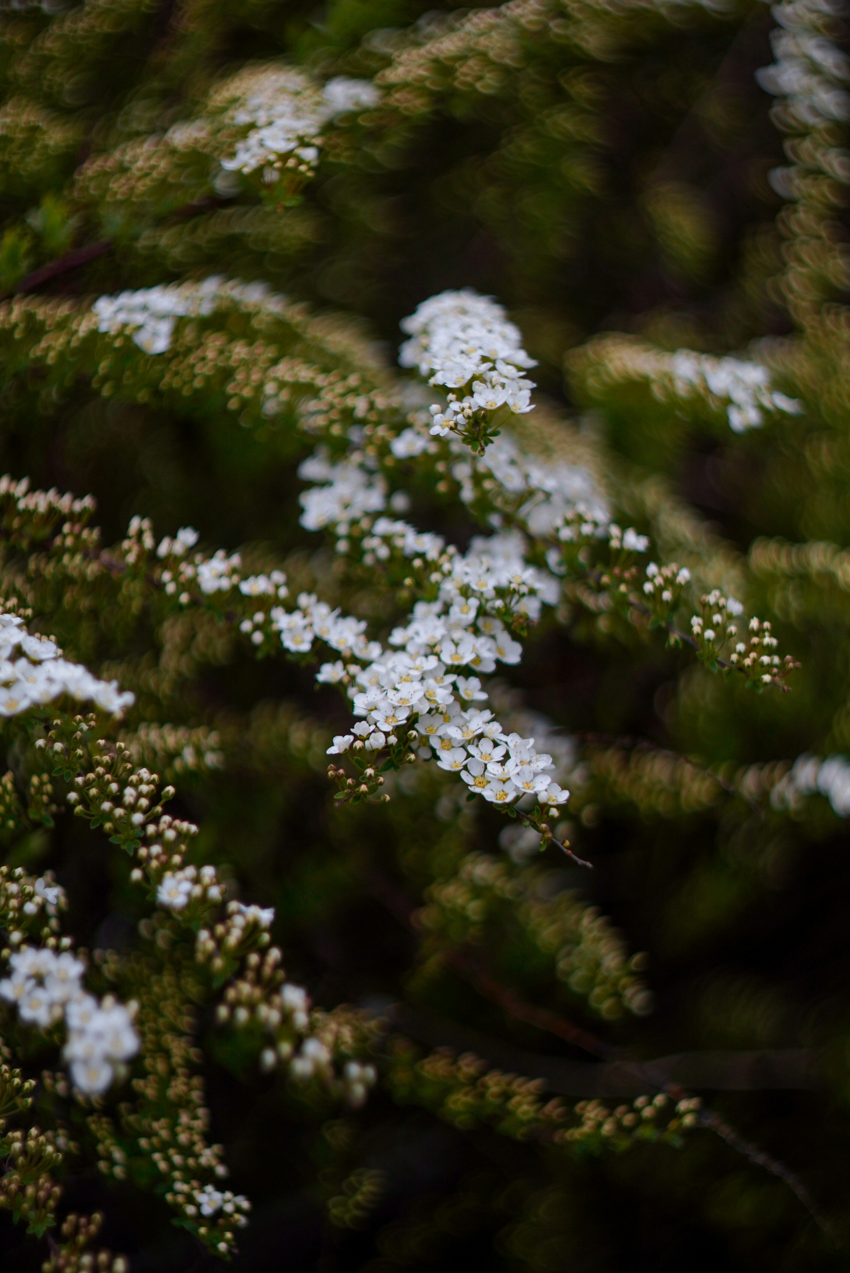 Photo by annabell_flem