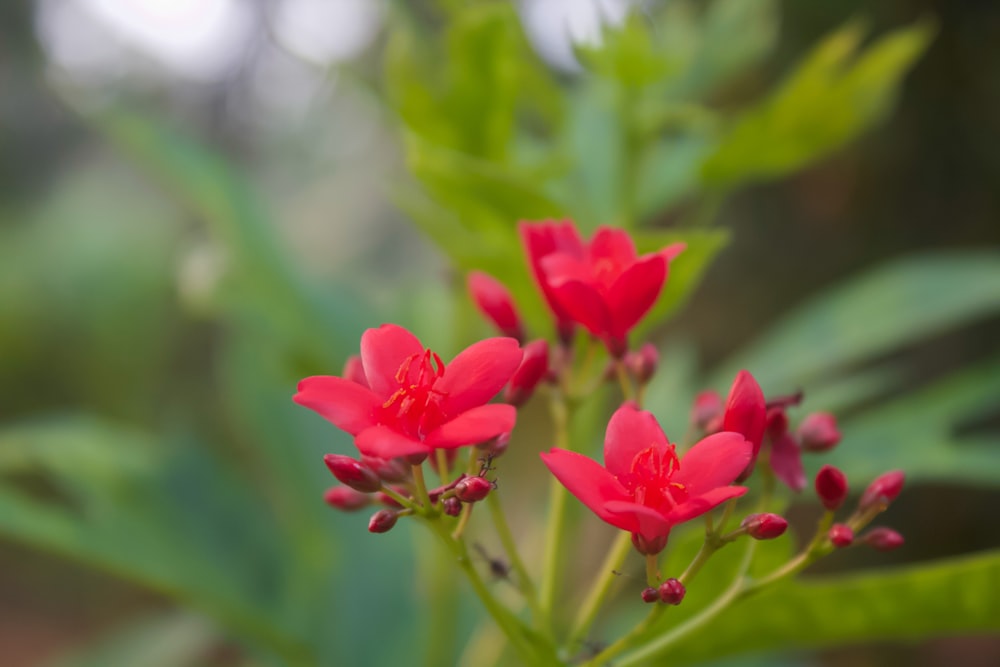 a close up of some flowers