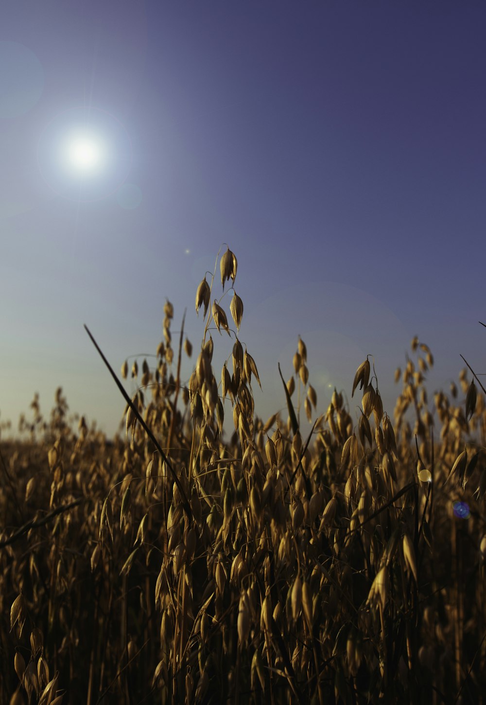 a field of wheat with the sun in the background