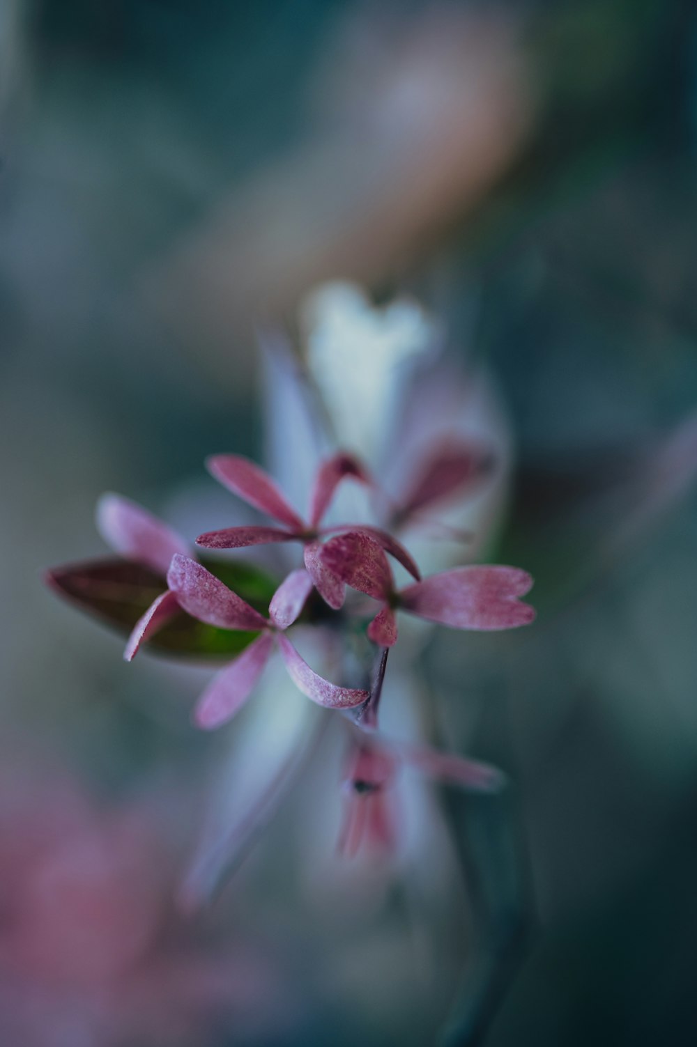 a close up of a flower