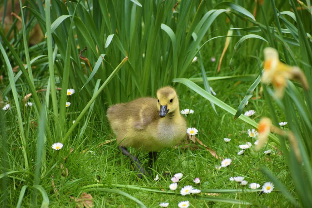 a duck in the grass