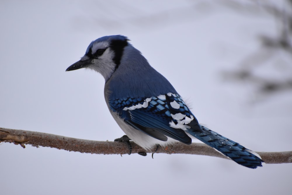 a bird on a branch