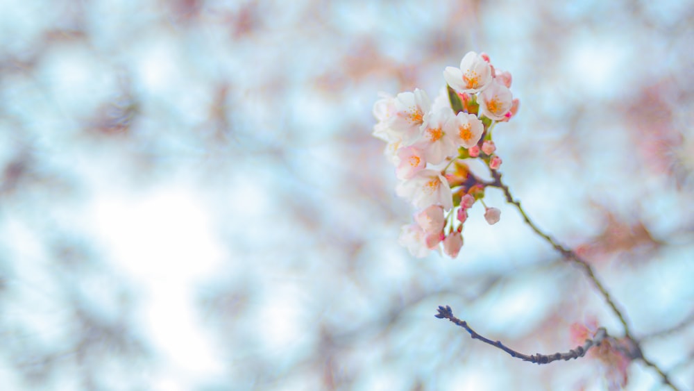 um close up de flores em um galho de árvore