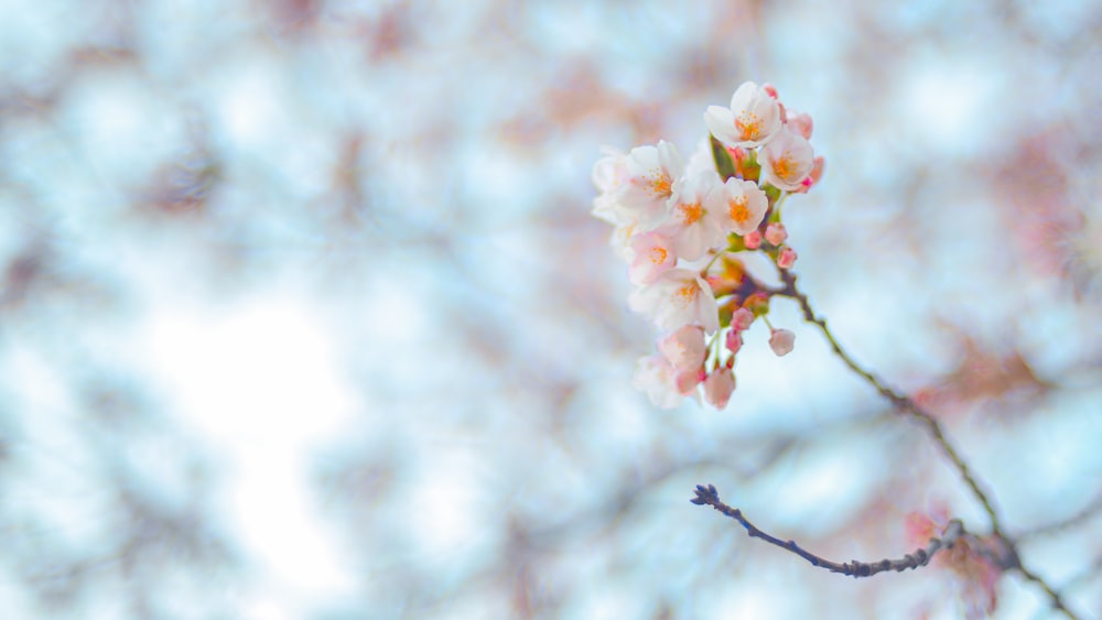 a close up of flowers on a tree branch