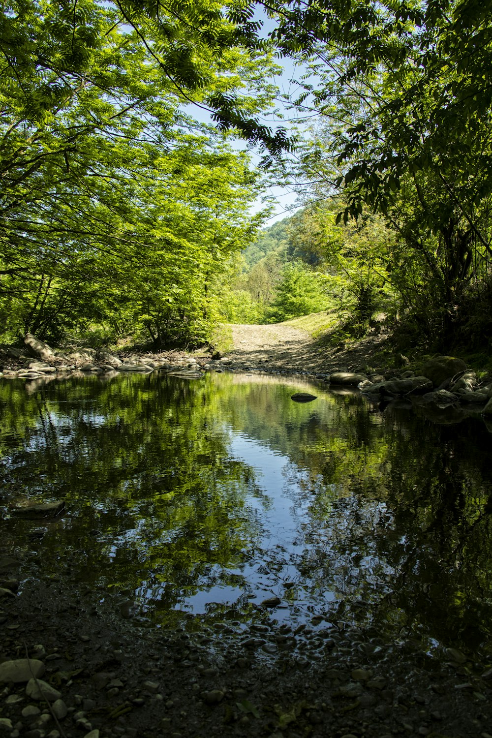 a river with trees on the side