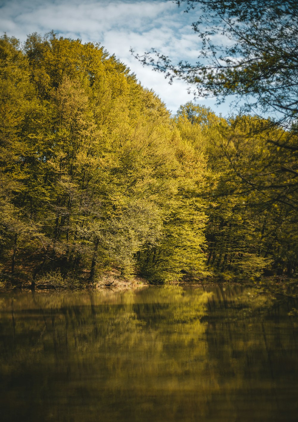 a body of water with trees around it