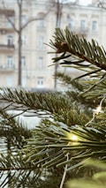 Close-up of hands installing string lights on a tree branch outdoors.
