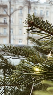Close-up of a beautifully lit tree with strands of twinkling white LED lights woven through its branches in a residential yard.