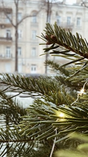 Close-up of sparkling LED Christmas lights wrapped neatly around a tree branch in a front yard.