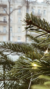 Close-up of hands installing string lights on a tree branch outdoors.