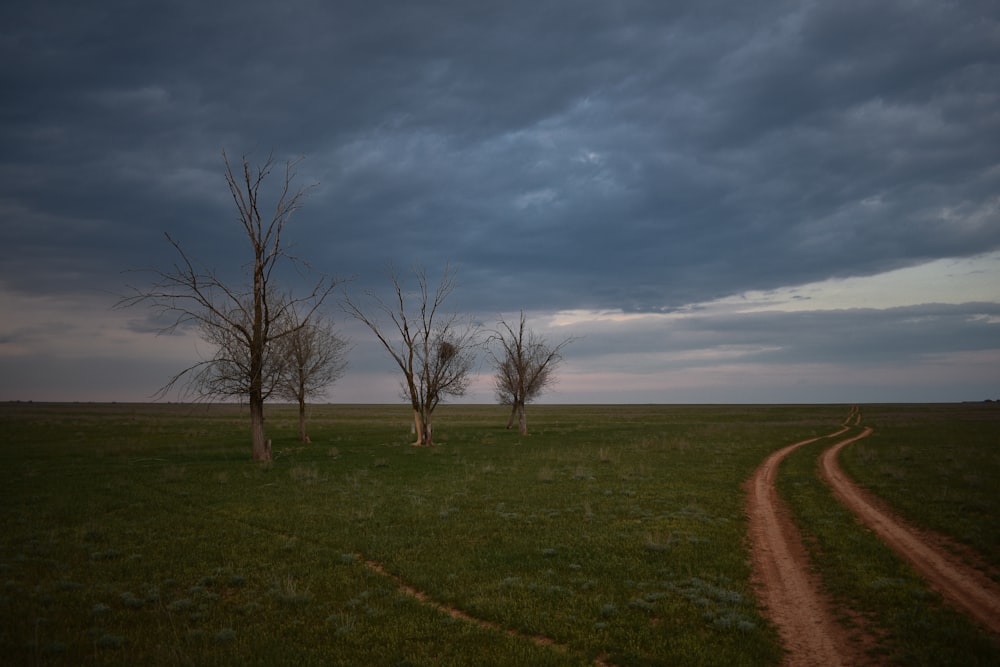 a group of trees in a field