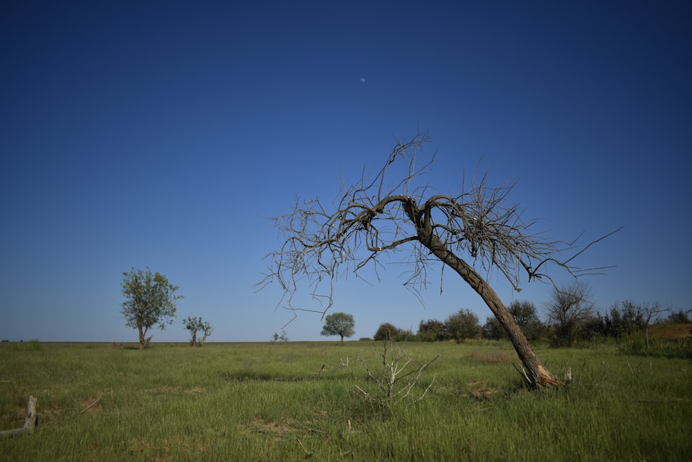 a tree in a field