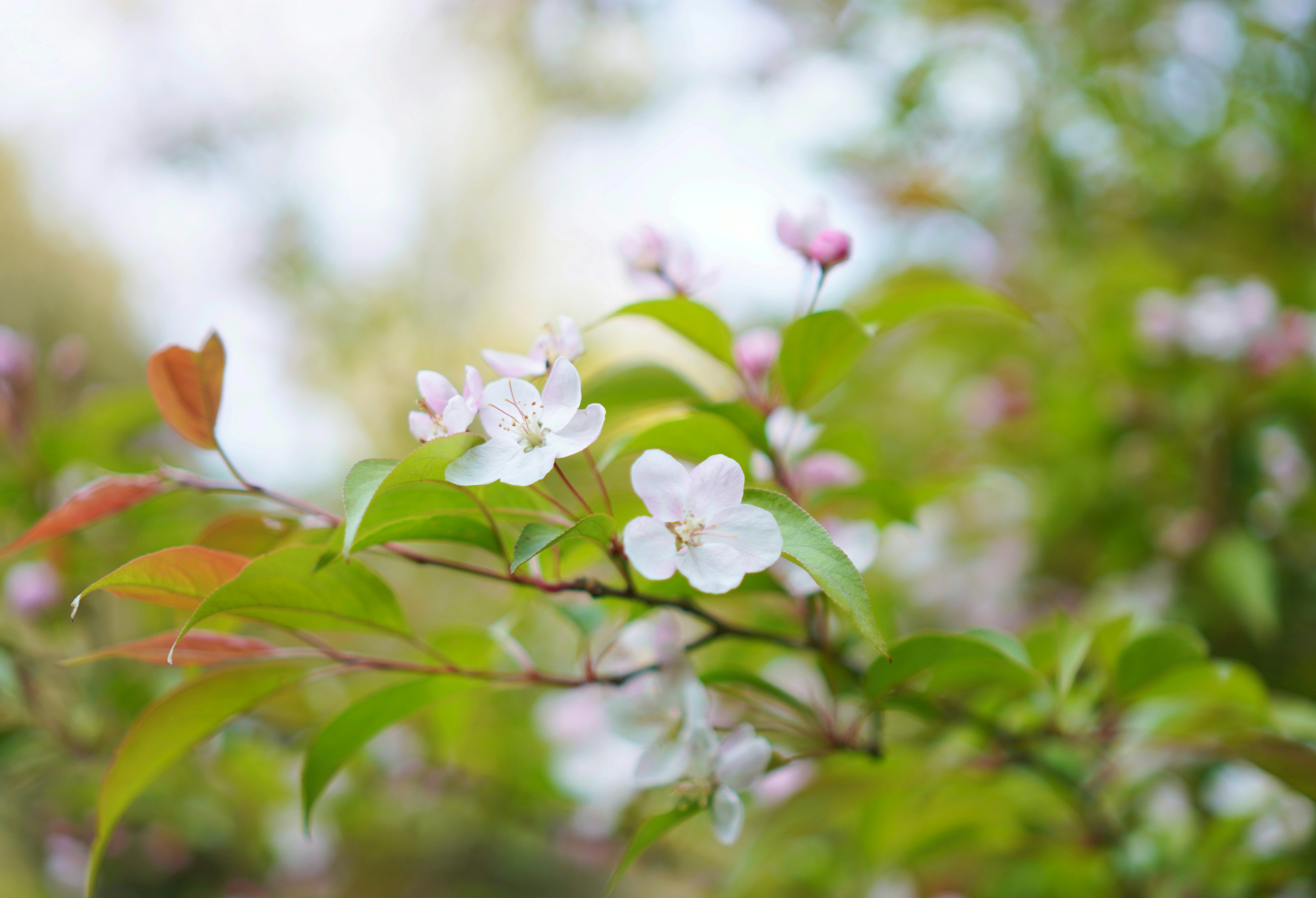 Photo by meinayin