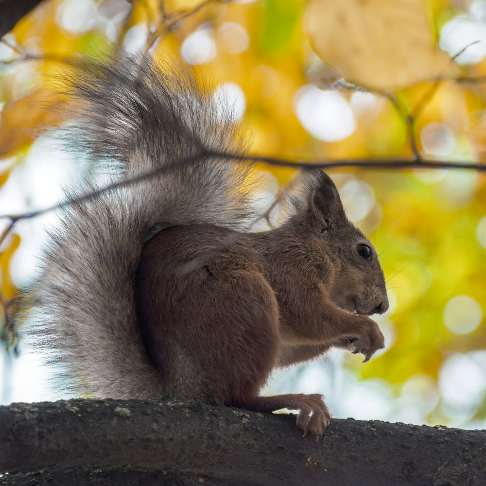 a squirrel eating a nut