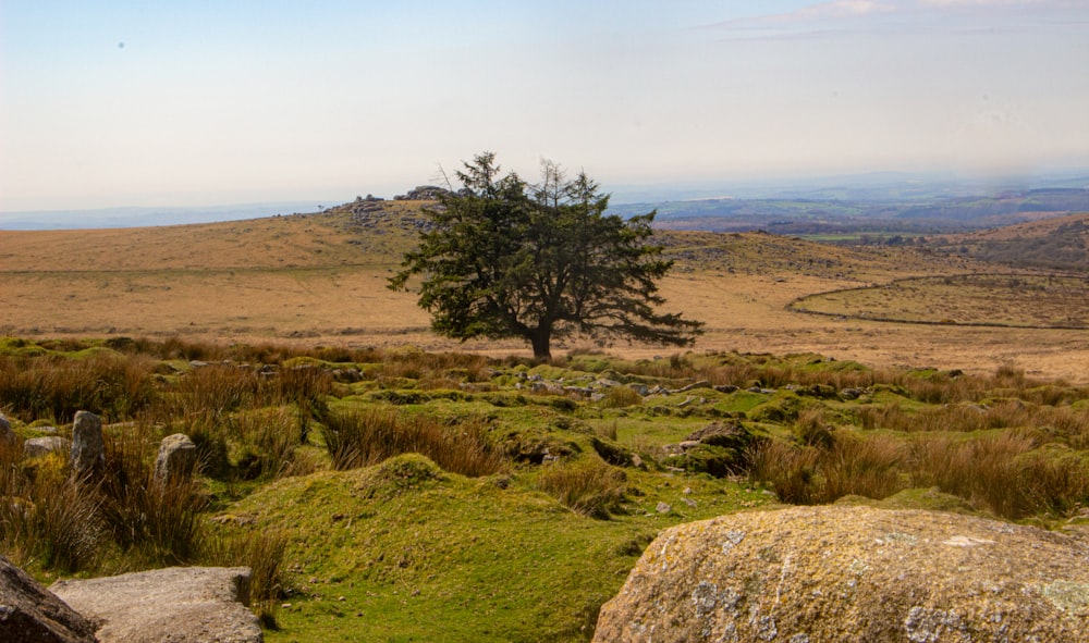 a tree in a field