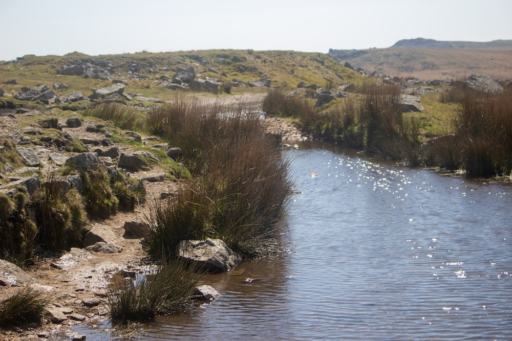 a river with rocks and grass