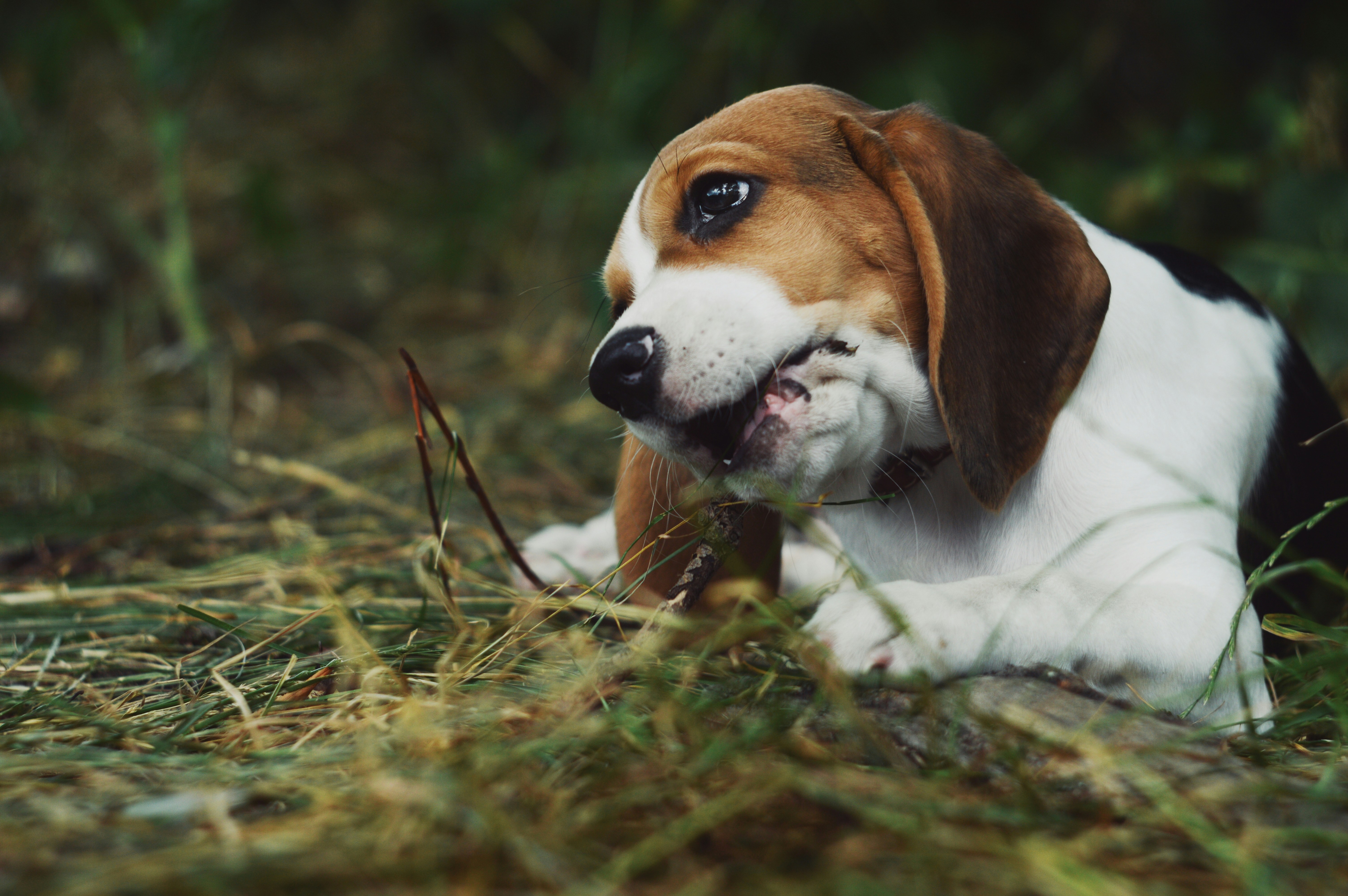 a dog lying in the grass