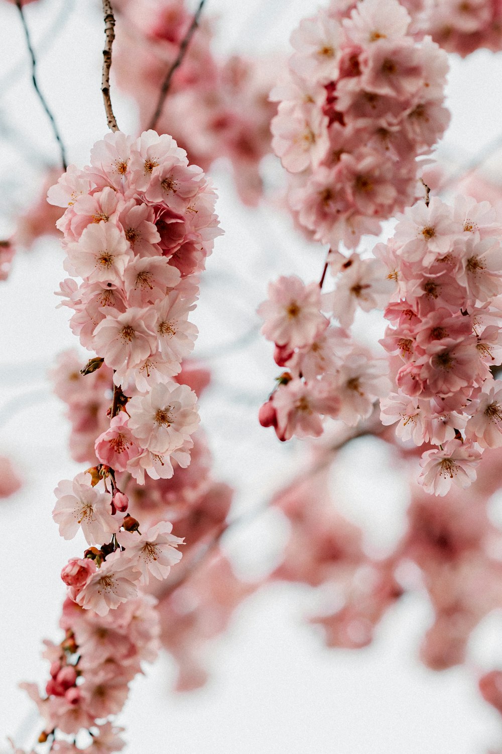 a group of pink flowers