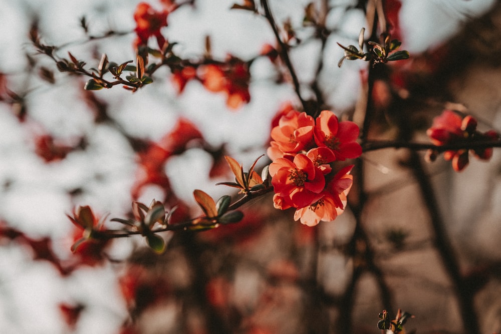 a close up of a flower