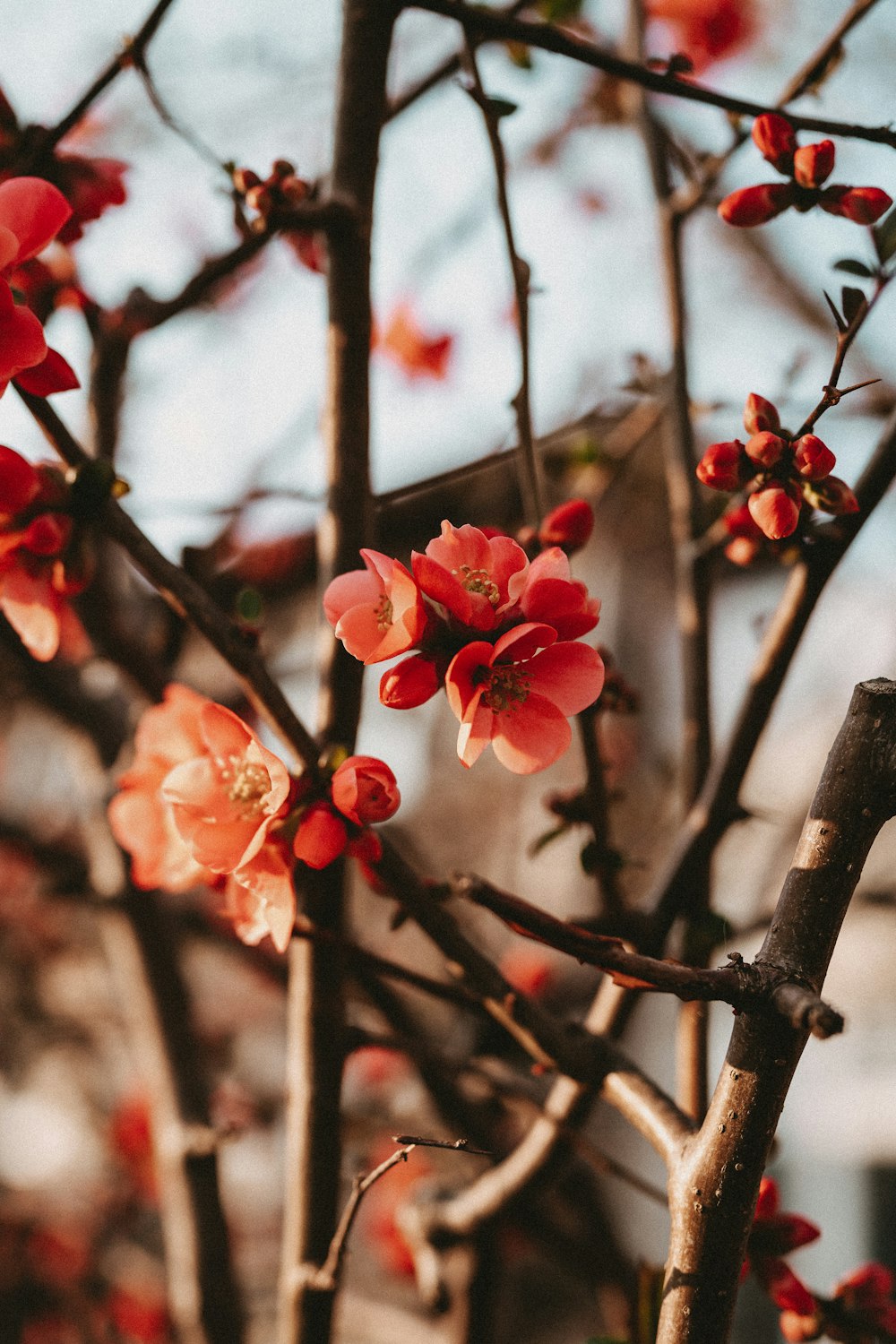 a tree with red flowers