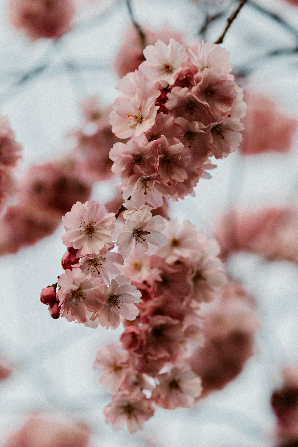 a close up of some flowers