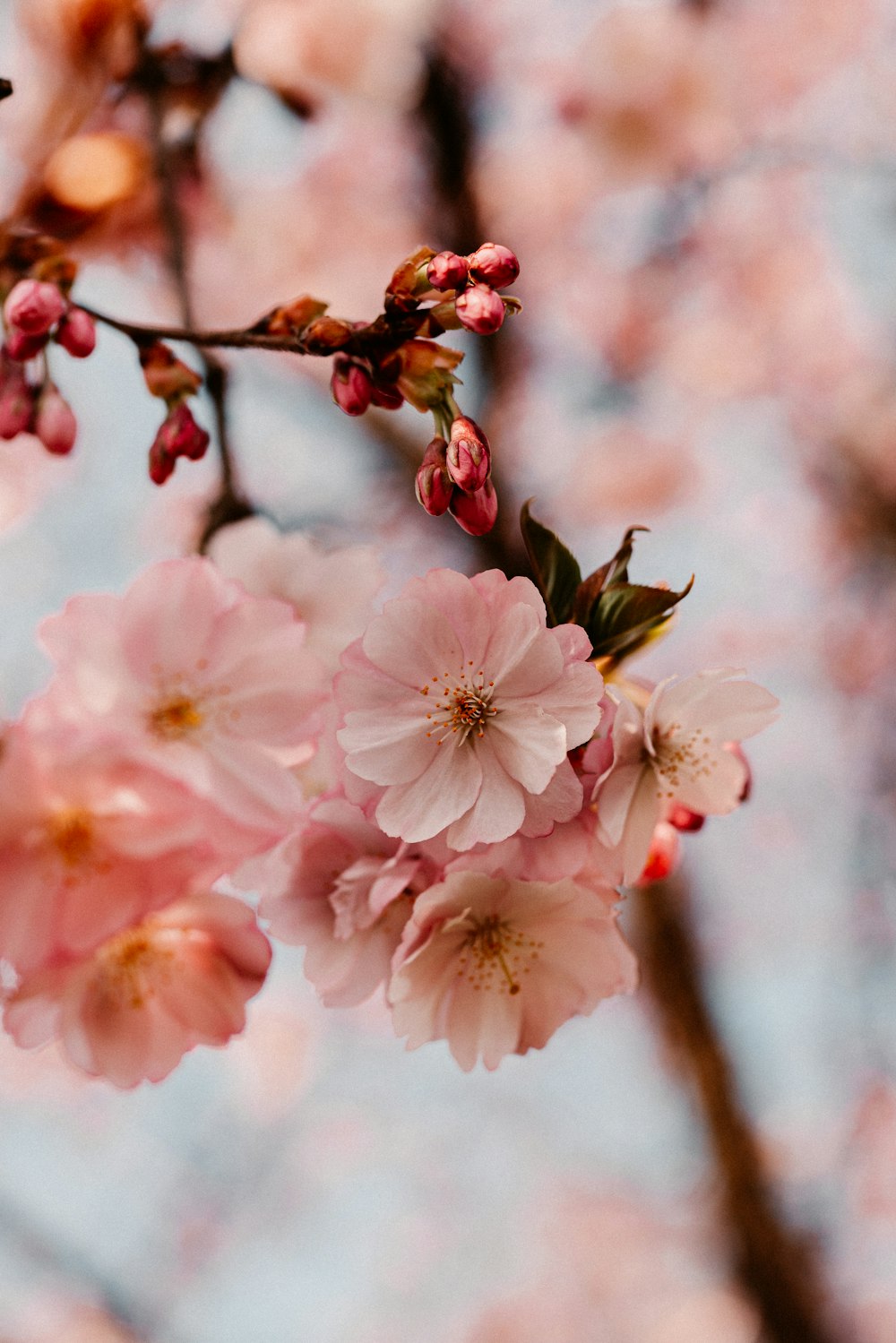 a close up of flowers