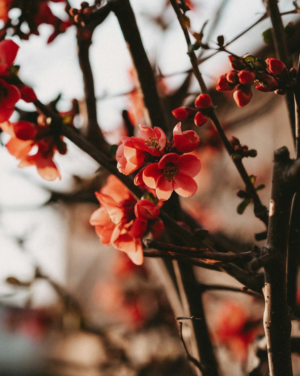 a close up of a tree branch with red flowers