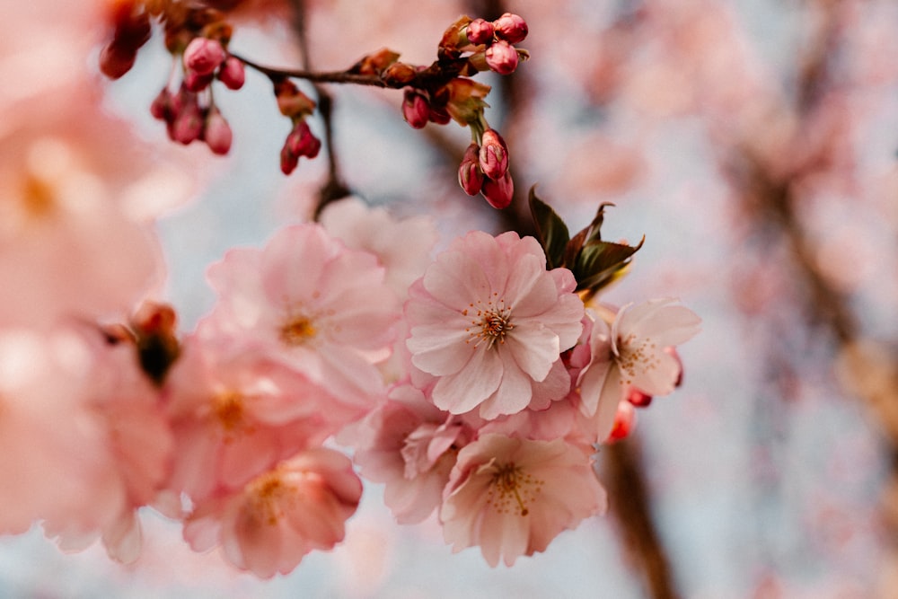 a close up of pink flowers