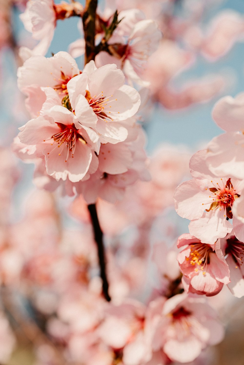 a close up of flowers