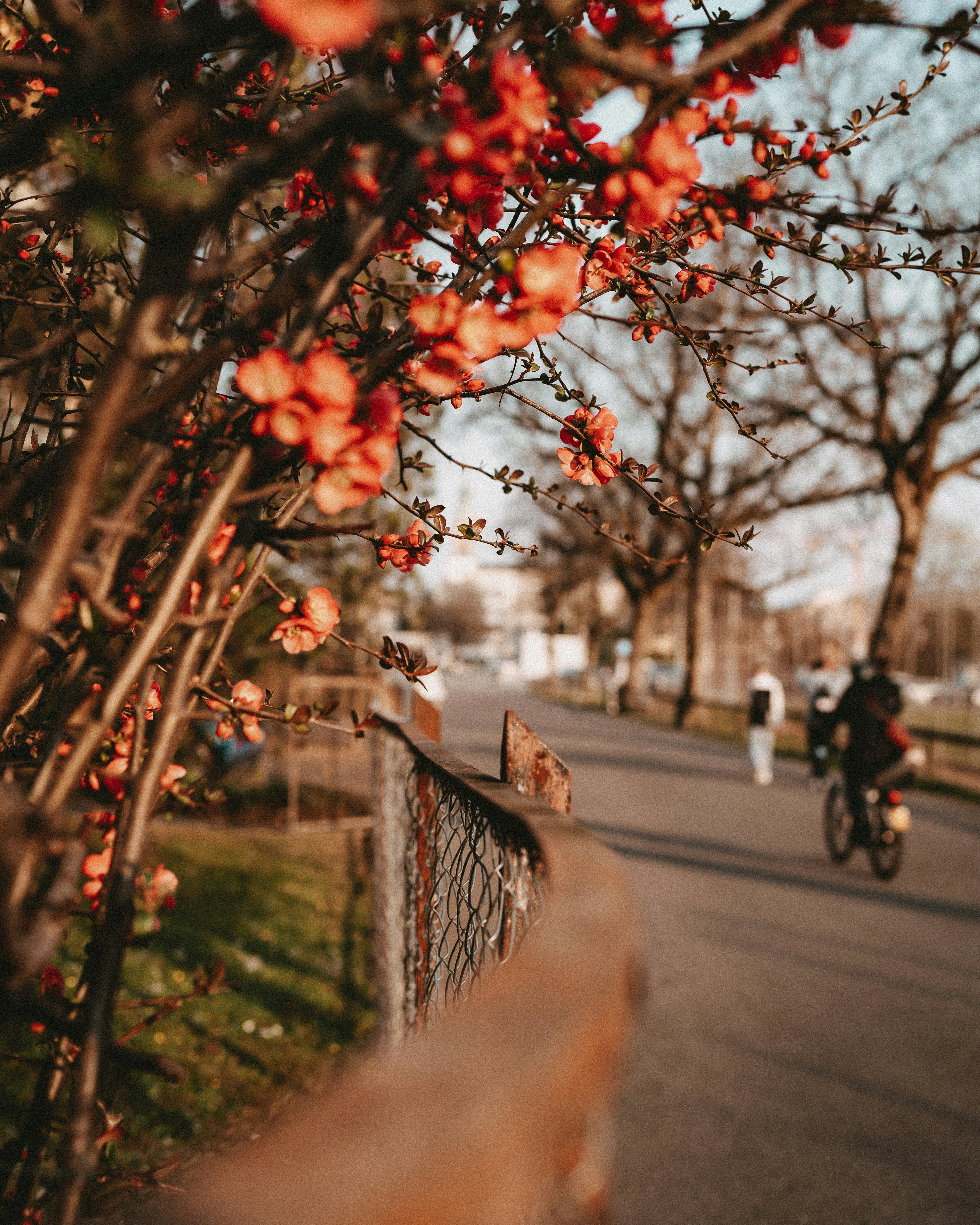 a tree with red leaves