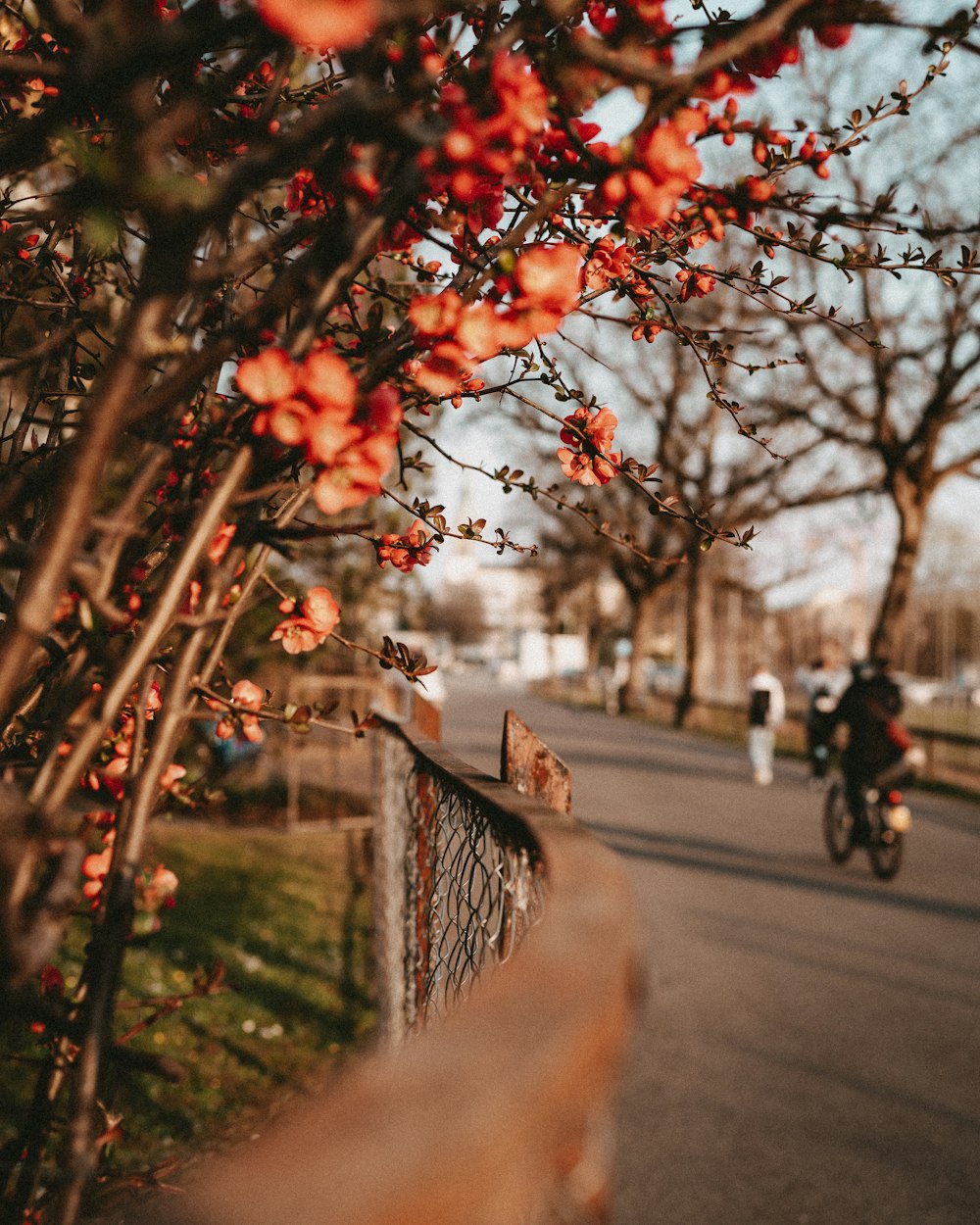 a tree with red leaves