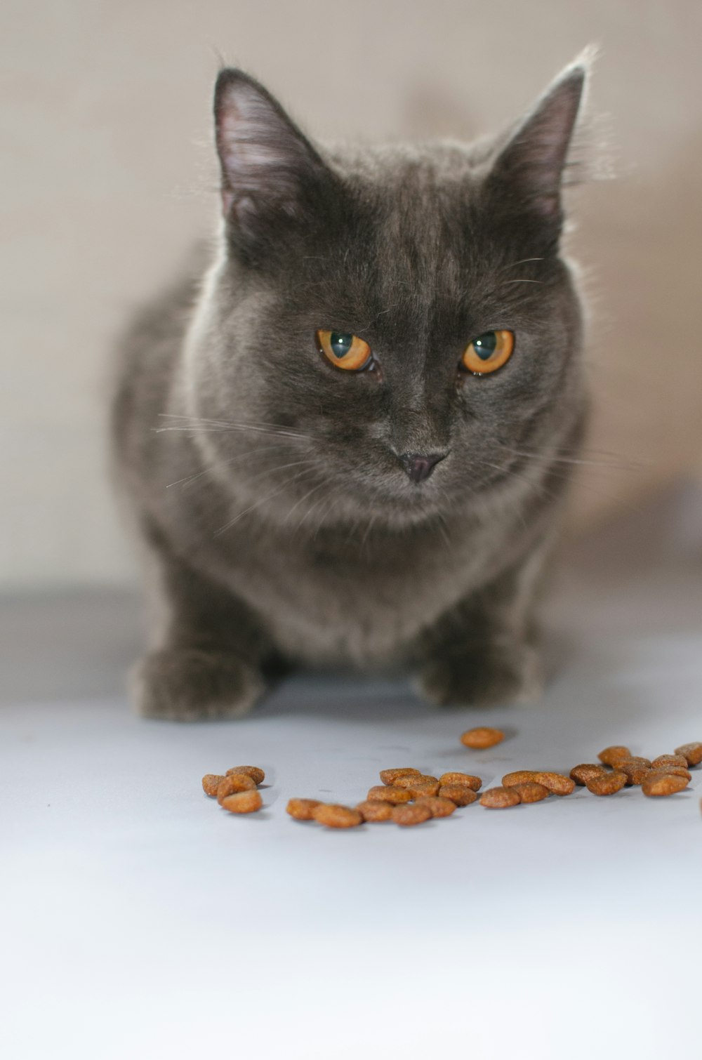 a cat looking at a pile of small orange objects