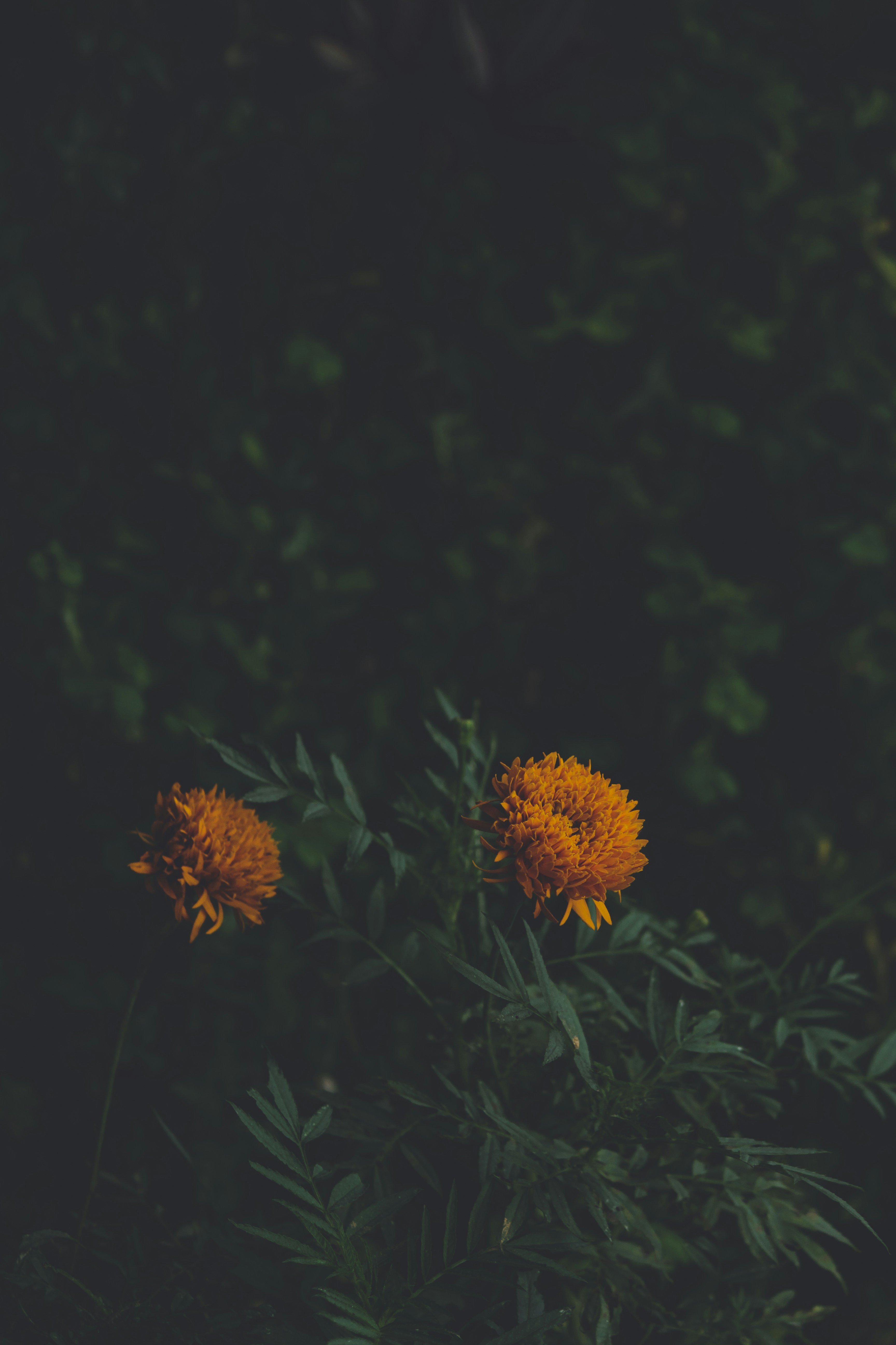 Photo by aniljose1997