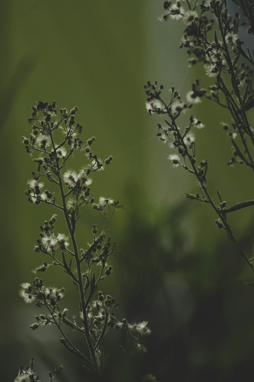 a close up of a plant