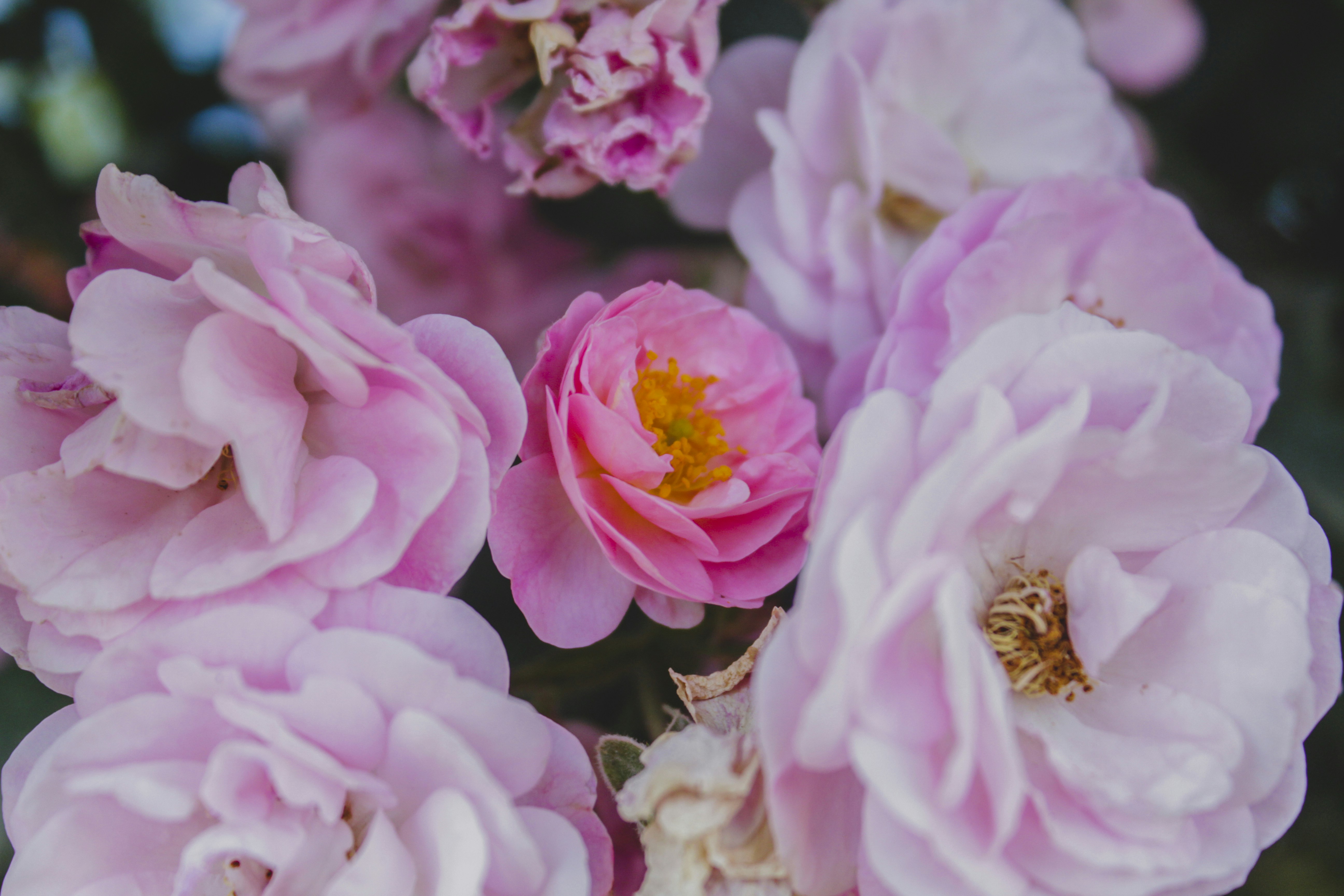 Photo by aniljose1997