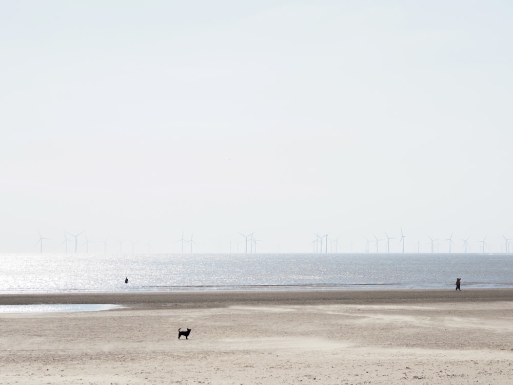 a person walking on a beach