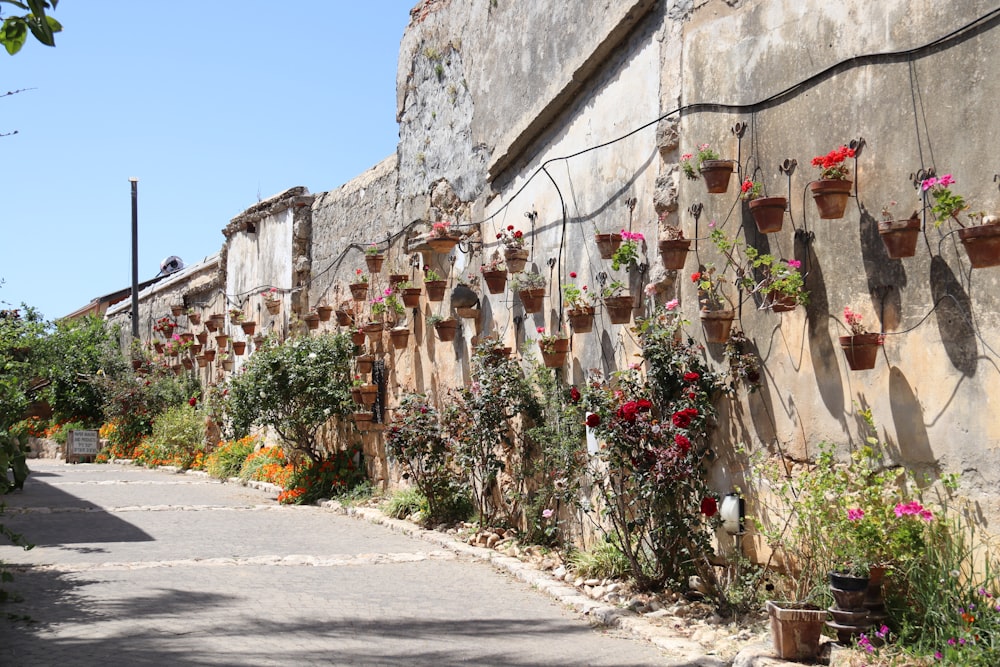 a row of potted plants on a wall