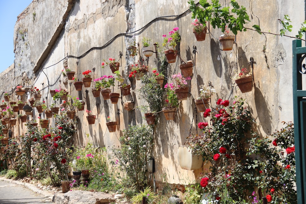 a wall with plants and flowers