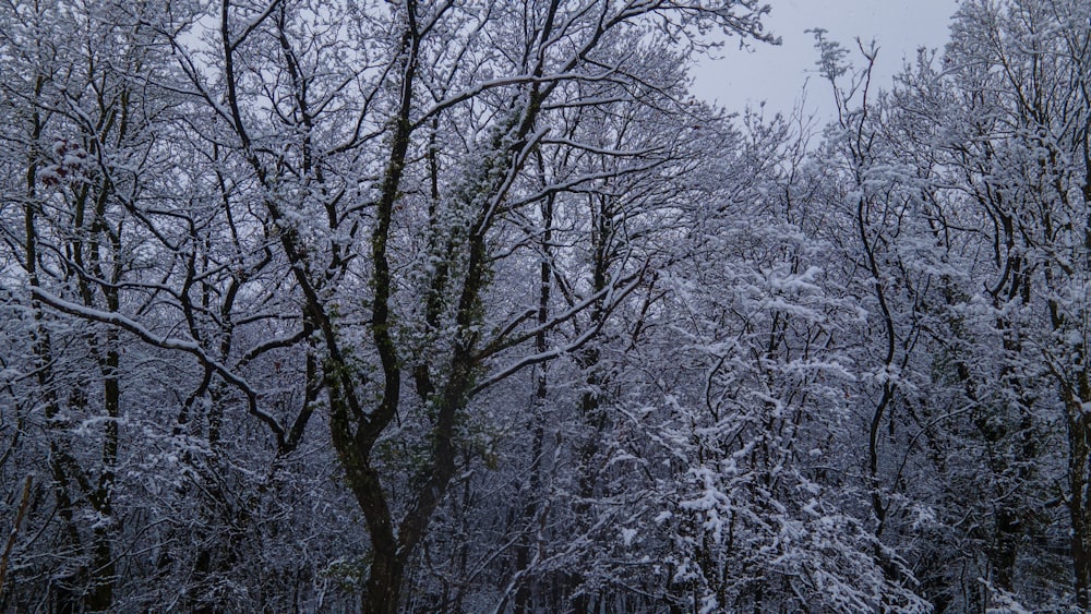 a group of trees covered in snow