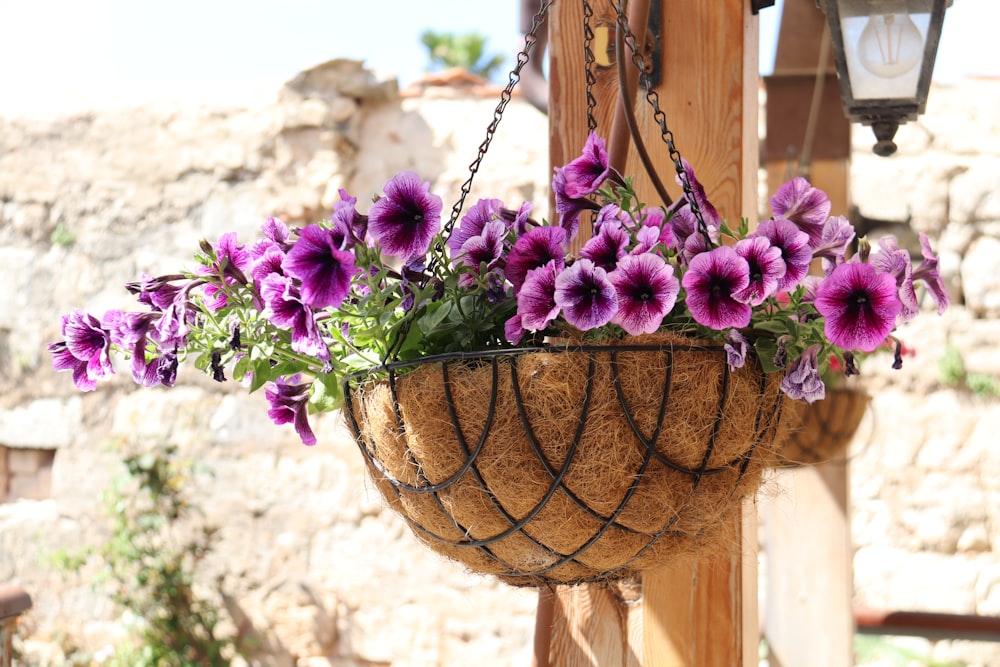 purple flowers in a basket